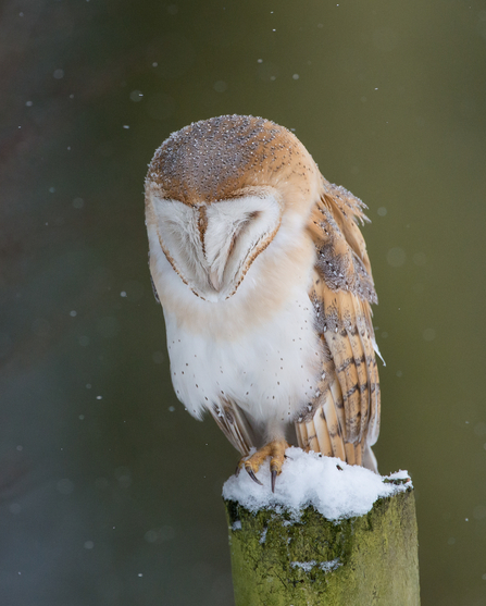 Barn owl - copyright Don Sutherland
