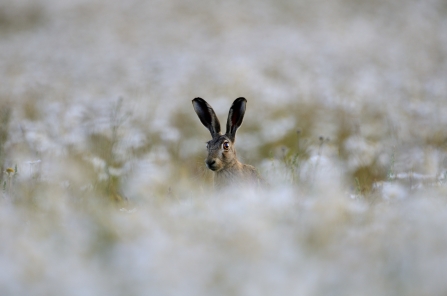 Brown hare in a field of wild flowers - copyright David Tipling 2020VISION