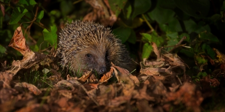 Hedgehog in autumn leaves. copyright jon hawkins - surrey hill photography