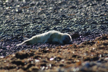 Image of first grey seal pup spotted at South Walney Nature Reserve 2018