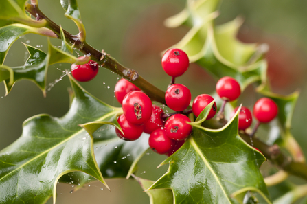 Holly berries and leaves - copyright Ross Hoddinott/2020VISION