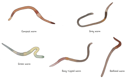 Worms