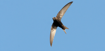 Swift in flight