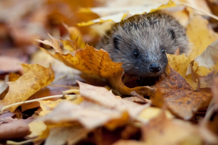 Hedgehog in autumn leaves - copyright tom marshall