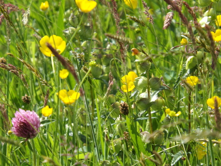 Hay meadow flowers