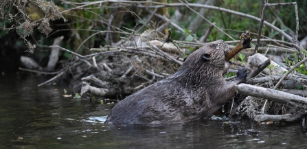 Beaver in river