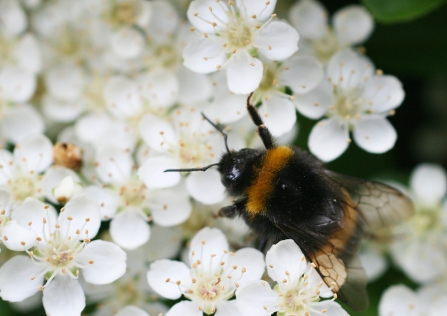 Buff tailed bumblebee - copyright Penny Frith