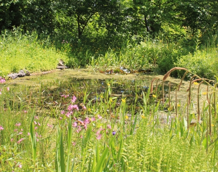 Image of pond in wildlife garden at Cumbria Wildlife Trust