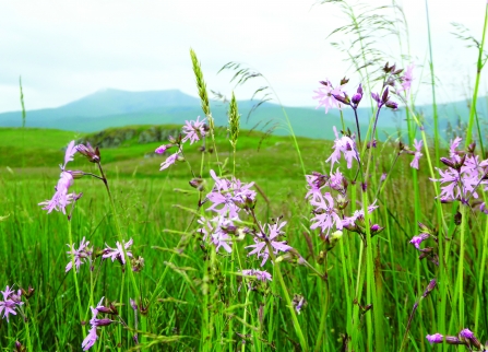 Image of Eycott Hill with ragged robin in foreground and Blencathra in background © Julia Garner