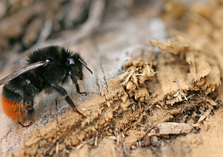 Red tailed bumblebee - copyright Penny Frith