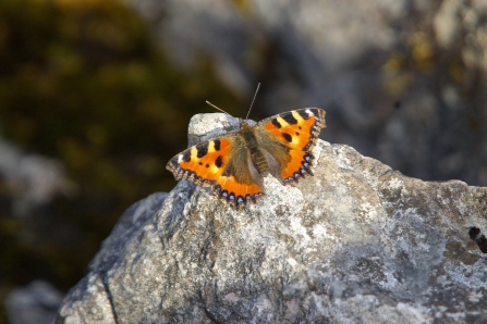 small tortoiseshell butterfly resting on a rock - copyright Neil Aldridge