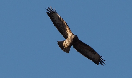 Buzzard in flight against blue sky background -copyright Micheal Redman