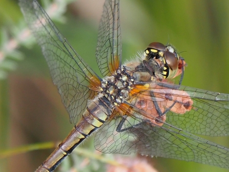 Darter dragonfly - copyright Michael Redman