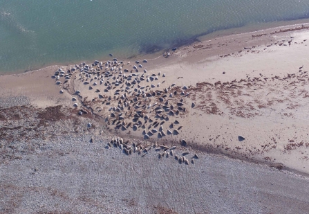 Image of grey seals at South Walney Nature Reserve taken by drone March 2019 