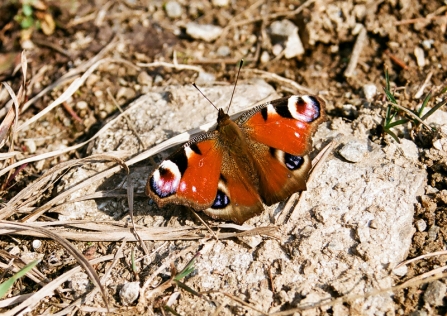 peacock butterfly on dry ground in the sun - copyright Zsuzsanna Bird