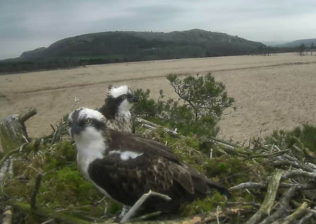 Image of ospreys at Foulshaw Moss Nature Reserve 31 March 2019