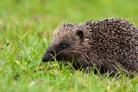 hedgehog in green grass copyright Vaughn Matthews