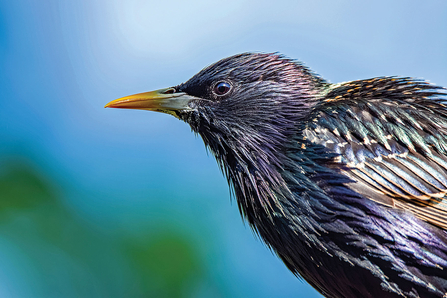 February: Starling by Alan Beale