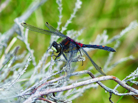 Image of white-faced darter © David Clark