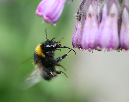 Garden Bumblebee © Penny Frith