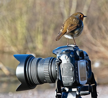 Robin on digital camera - copyright Chris Maguire