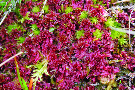 Sphagnum moss. Credit Cumbria Wildlife Trust