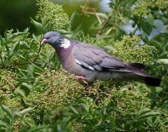 Woodpigeon - copyright gillian day