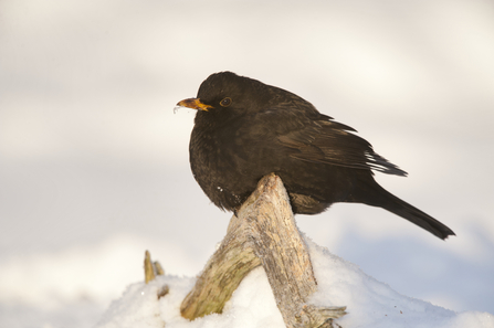 Blackbird - copyright Mark Hamblin 2020VISION