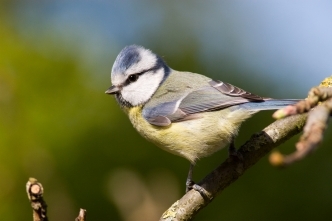 Blue tit - copyright Dave Kilbey