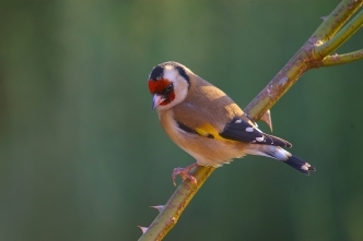 Goldfinch - copyright Neil Aldridge