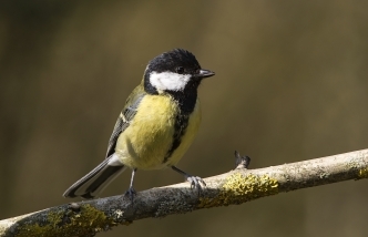 Great tit - copyright bob coyle