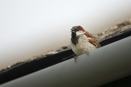 House sparrow - copyright Mark Hamblin 2020VISION