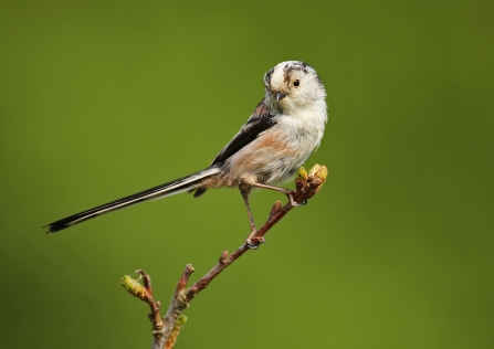 Long-tailed tit - copyright Jon Hawkins - Surrey Hills Photography