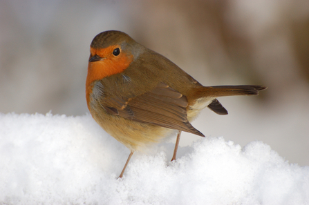 Robin - copyright Stewart McDonald