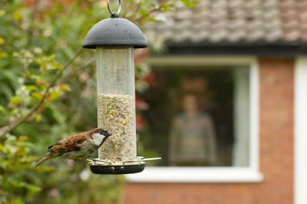 Sparrow on feeder - copyright Ben Hall 2020VISION