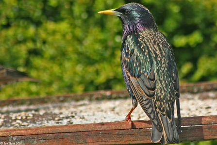 Starling - copyright Ian Rose