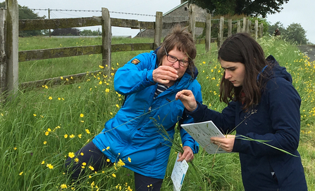 Image of volunteers identifying grasses at Plumgarths, Kendal