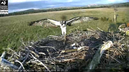 Blue 3N osprey at Foulshaw Moss nest spreads her wings - 2019