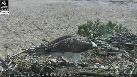 Foulshaw Ospreys - 3 eggs with adult male osprey White YW - 2019