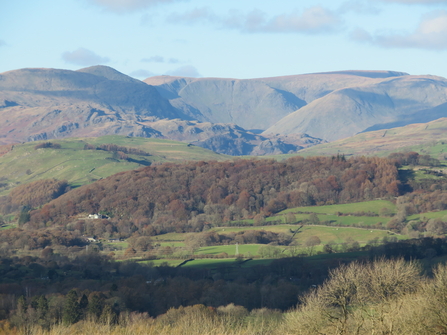 Craggy Wood - Staveley woodlands