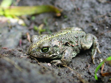 Image of natterjack toad © Philip Precey