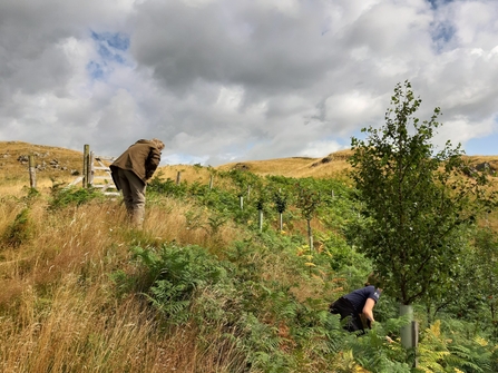 Will bracken bashing at Eycott Hill