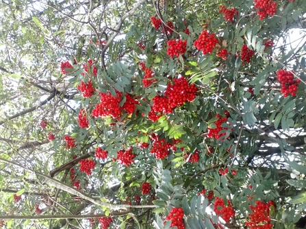 Rowan berries at Staveley Woodlands