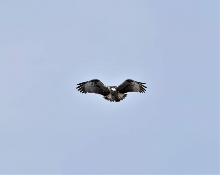 Blue V8 ID ringed Osprey flying in air against blue sky
