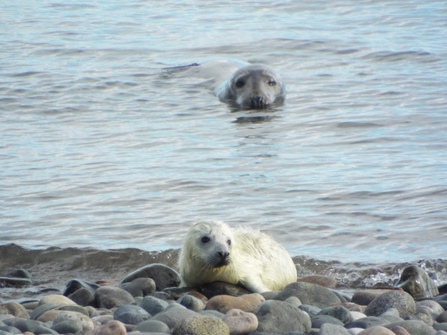 Grey seal pup on the beach at South Walney Nature Reserve