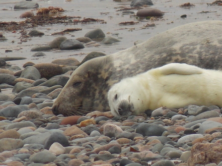 Grey seal pup relaxes with mum