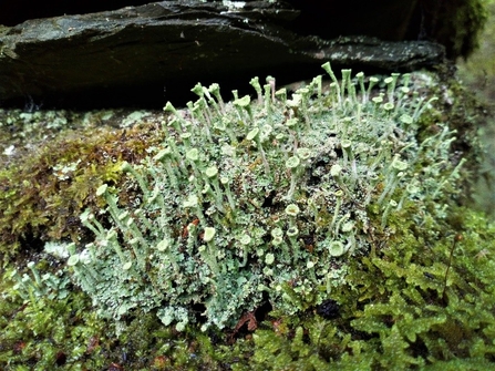 Pixi Cup Lichen