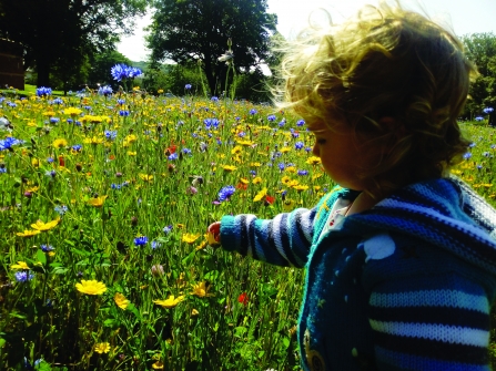 Toddler looking at wildflowers