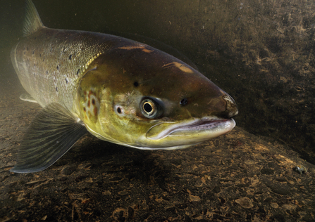 Atlantic salmon (Salmo salar) on its migration up river to spawn at Holme Head weir, River Caldew © Linda Pitkin/2020VISION