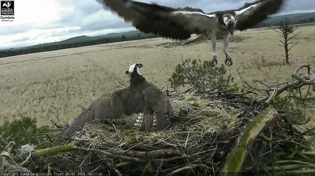 Visitor White YC pesters Blue 35 on nest April 2016